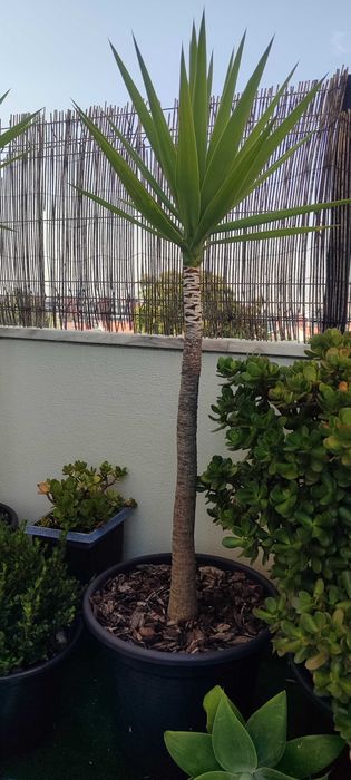 Planta yuka grande