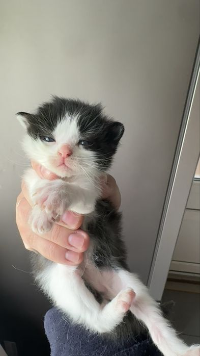 Кошенята 1 місяць