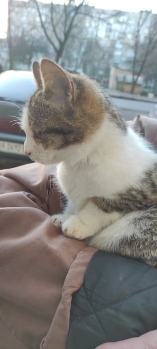 Киця кошенятко в добрі руки