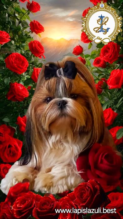 Shih Tzu  suczka z kompletem szczepień