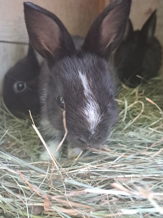 króliki miniaturki I karzełki