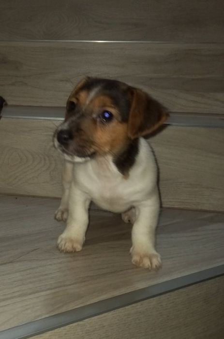 Друг Джек Рассел