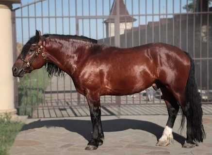 Жеребець 2017 року 170 в холці Совецький ваговоз (без докум)