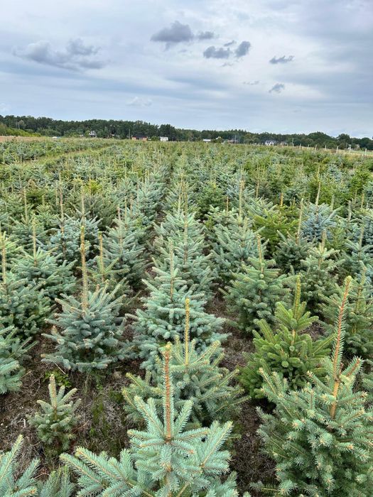 Świerk kaibab , klujacy , srebrny, plantacja