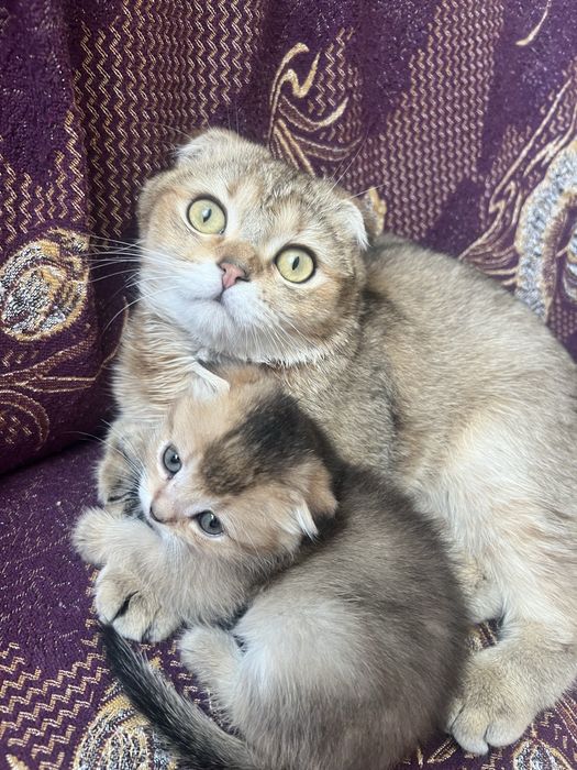 Золота шиншила висловухі кошенята