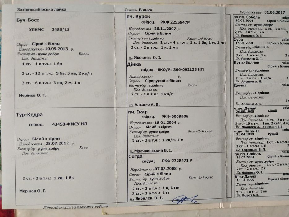 Продам західно сибірську лайку