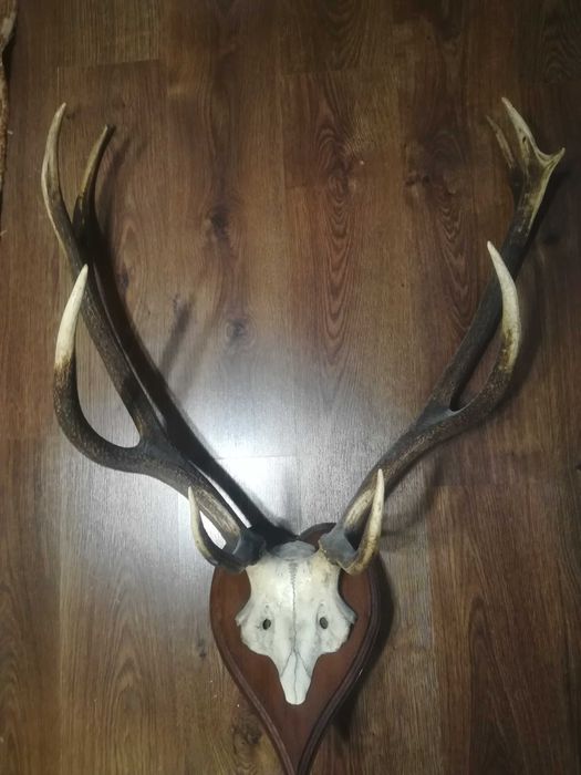 Poroże jelenia trofeum myśliwskie