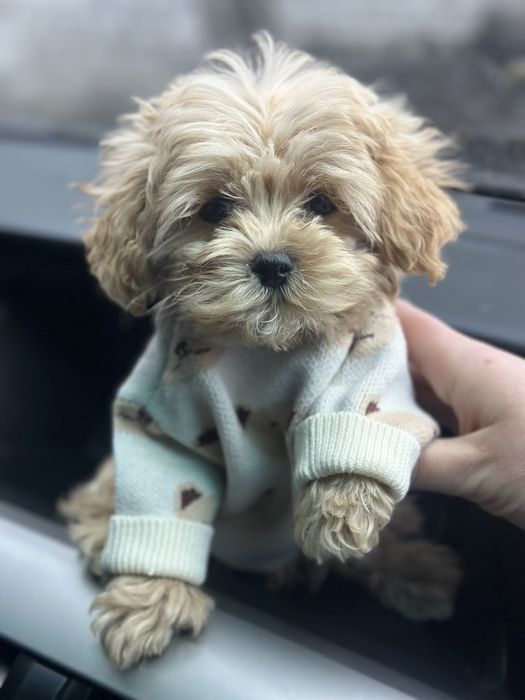 Мини мальчик мальтипу