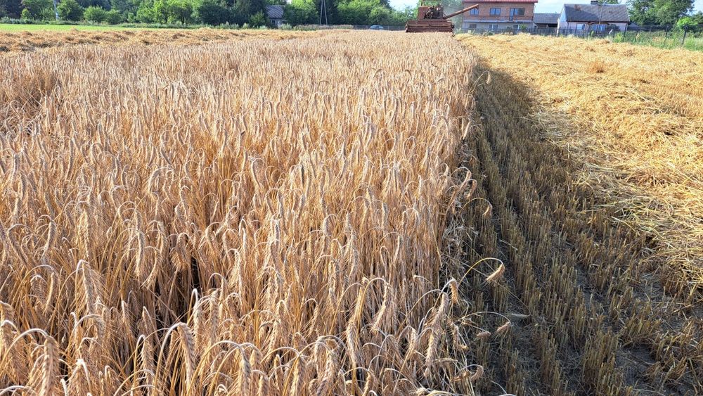 Pszenżyto  _ zboże paszowe, ozime