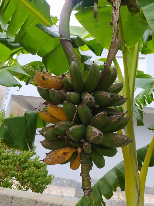 Bananeiras envasadas vários tamanhos