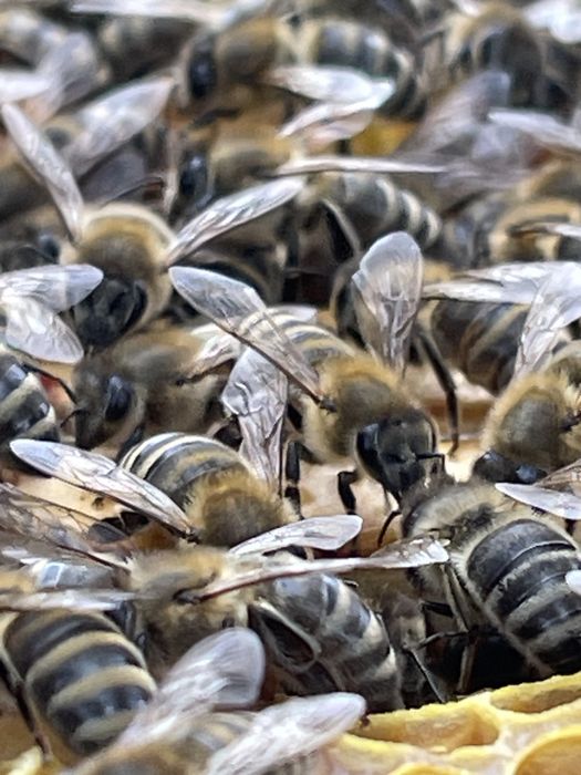 Rodziny pszczele ramka wielkopolska