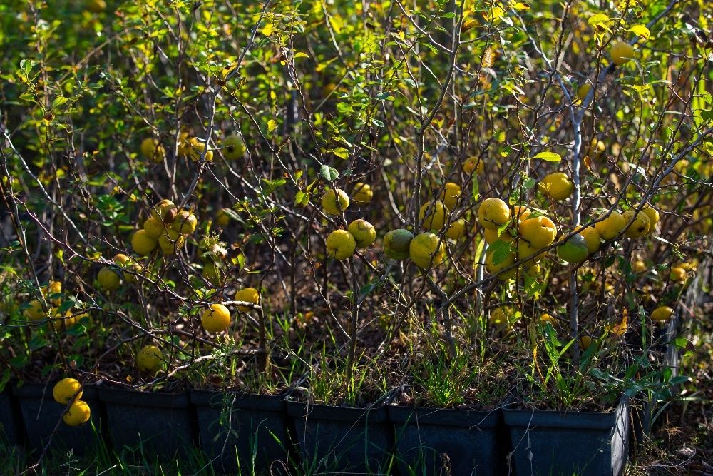 Pigwowiec Japoński (Chaenomeles Japonica) 30-50 cm, donica 1l