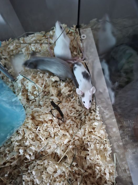 Klatka dla myszy + akcesoria