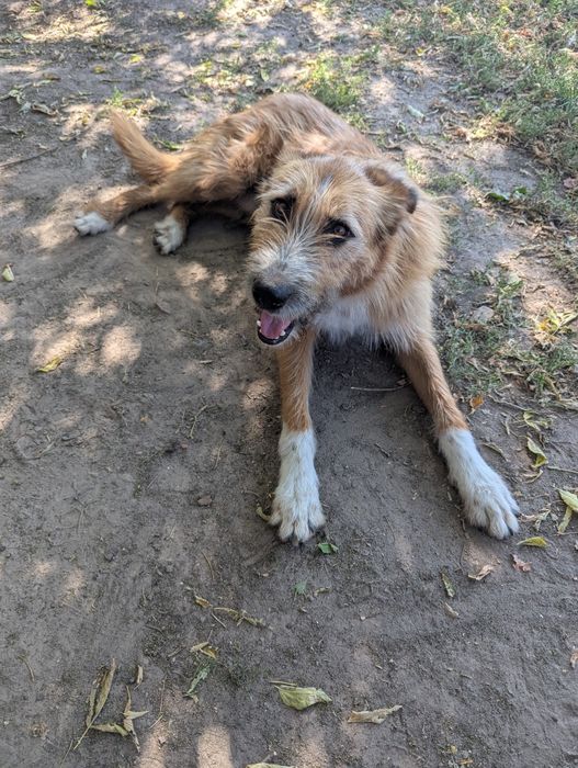 Песик Тобіас шукає сім'ю