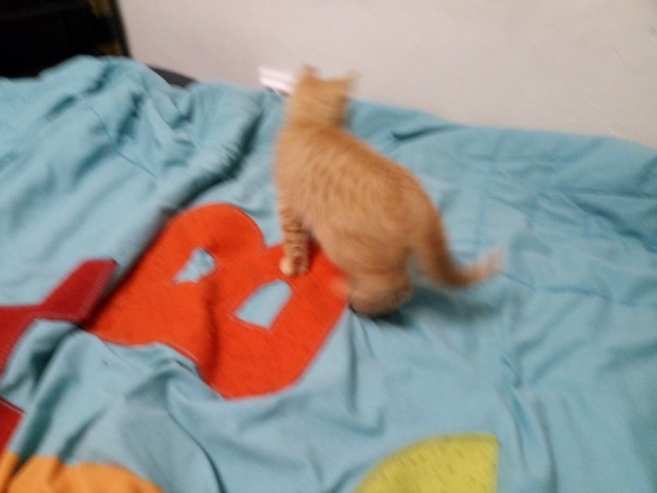 Dou gartinho macho em boas mãos