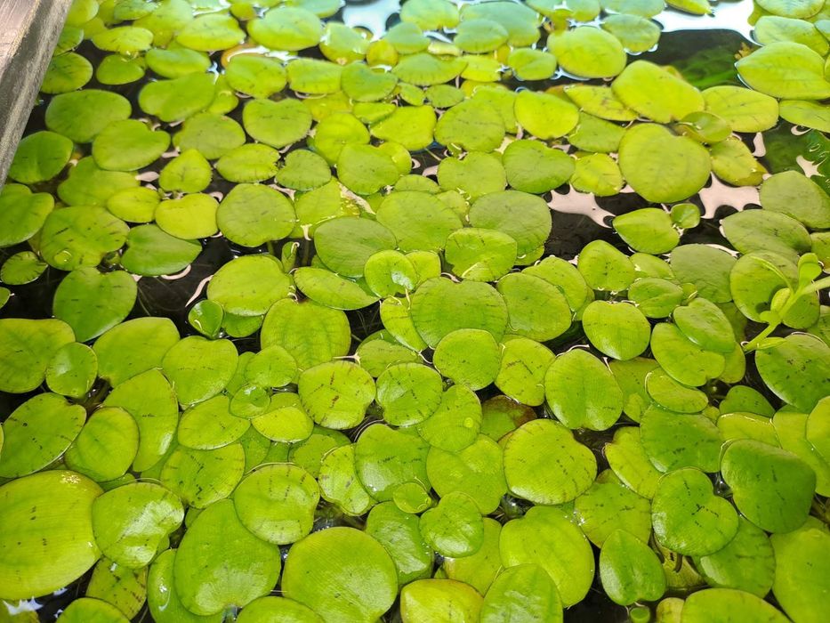 Рослини для акваріума