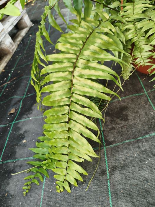 Feto Americano (Nephrolepis exaltata) - planta em vaso