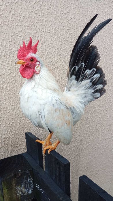 Seramas ovos Férteis