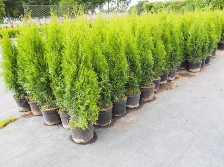 Туя західна Смарагд 50-100см