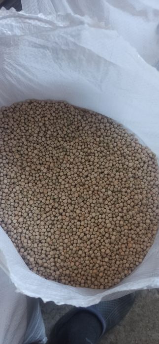 Горох Семена /Насіння  для   рыбалки