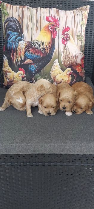 Maltipo & maltańczyk pudel Toy