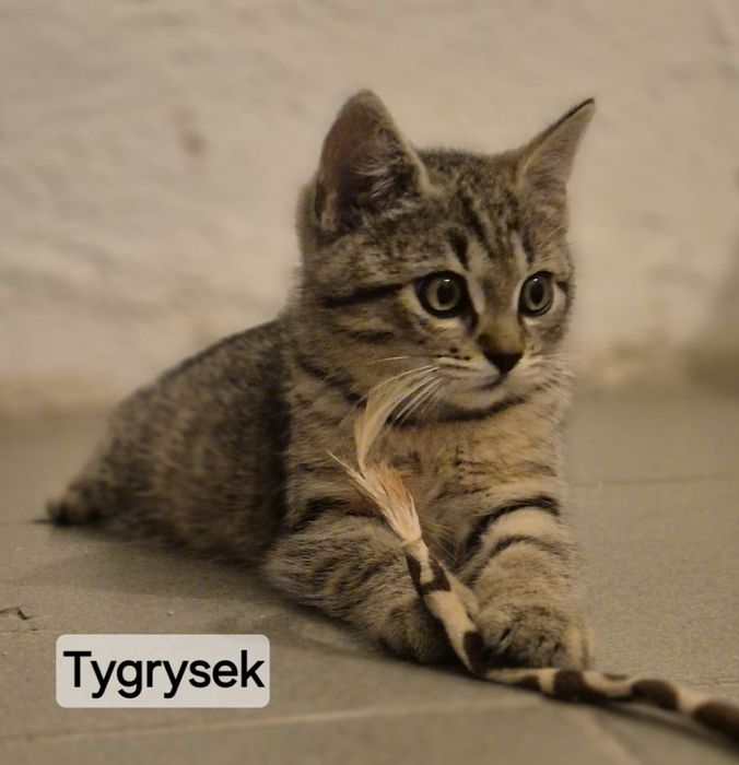 Kocie dzieci szukają kochajacych domków. 9