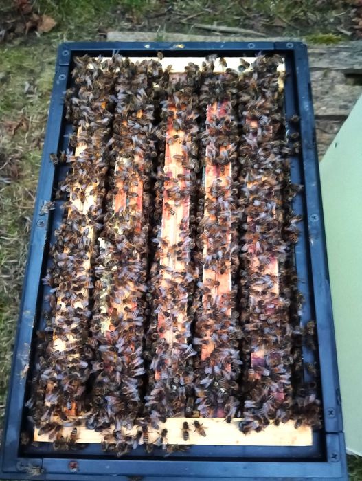 Odkłady pszczele 2026 przezimowane