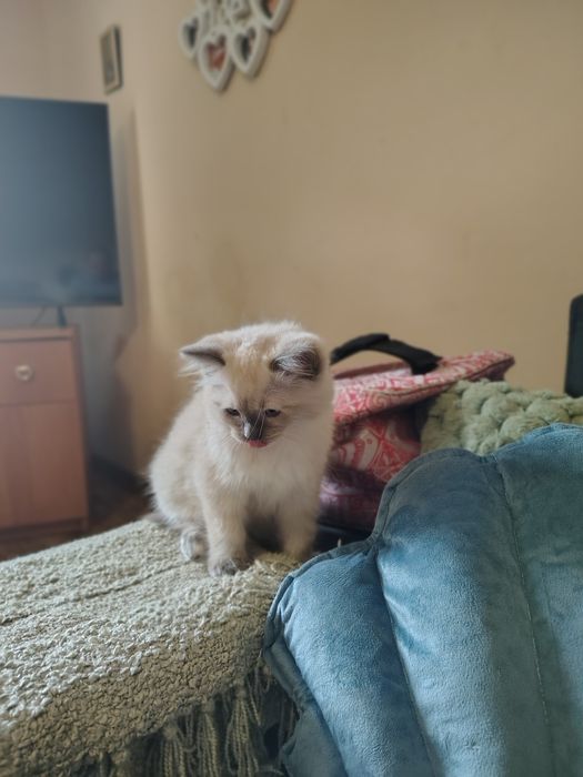Piękny Kocurek Ragdoll