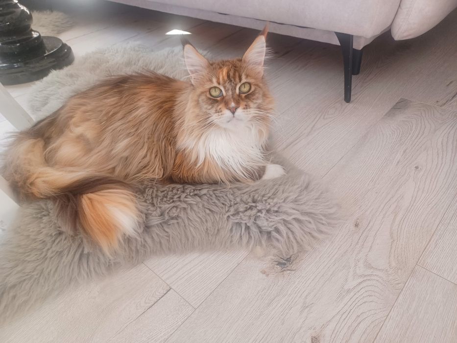 Kotka maine coon z rodowodem 9 lat adopcja