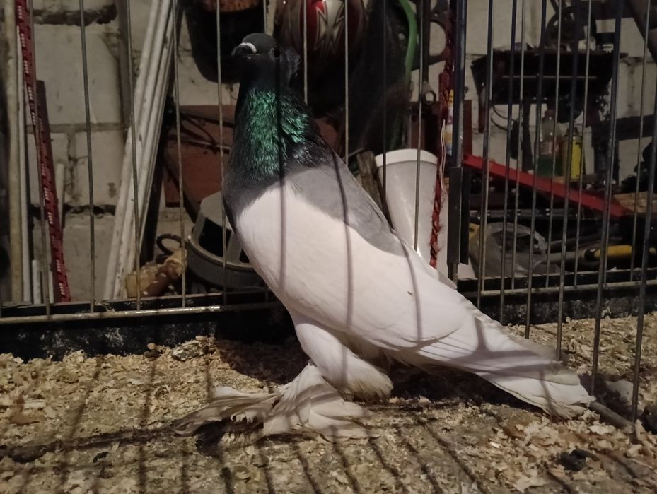 Gołębie ciemny łapciaty samiec