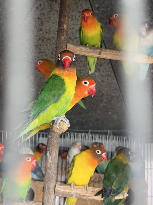 Agapornis fischers