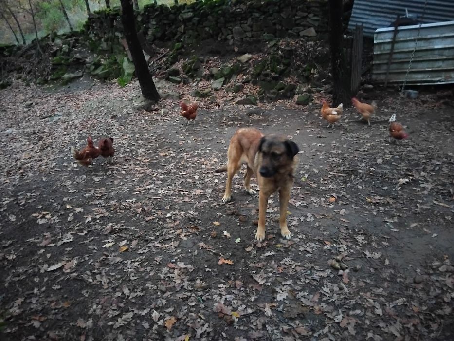 Cao da serra para adopção