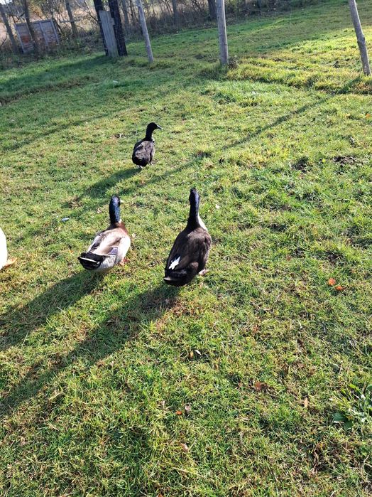 Biegusy kaczory i piskleta