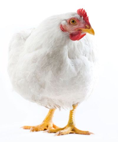 Kury Brojlery Kurczak