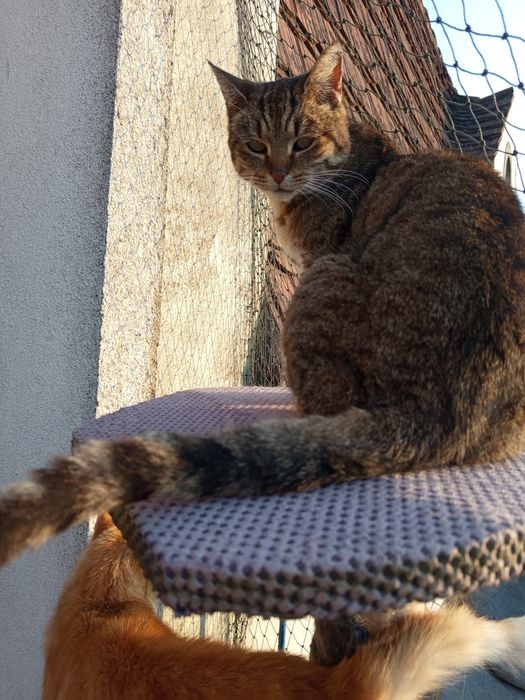 Kotka Marysia poleca się do adopcji