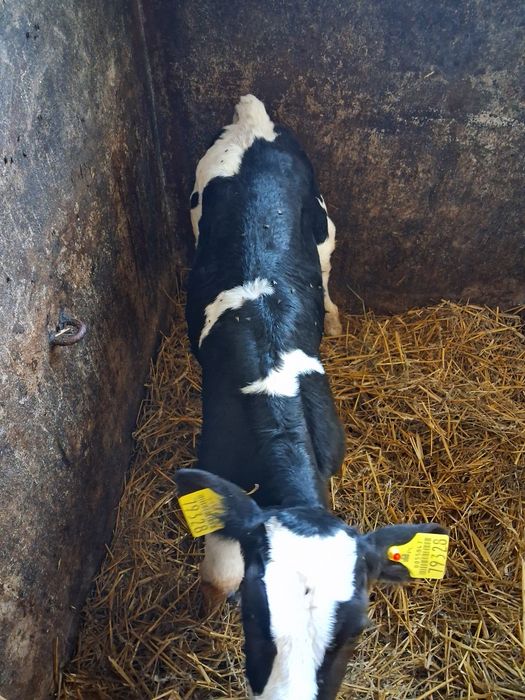 Cielak byczek 10 dni