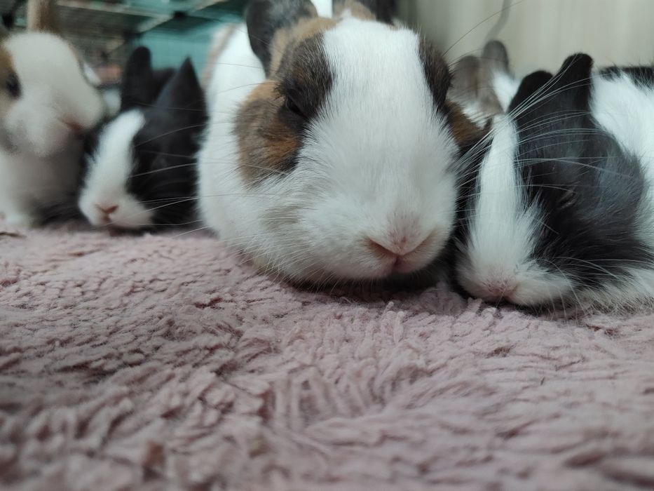 Króliczki miniaturki