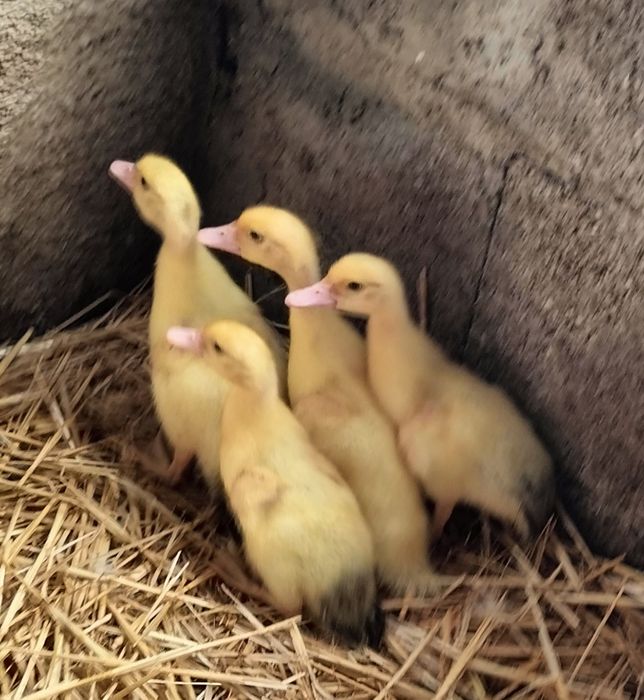 Patos Mudos de boa qualidade