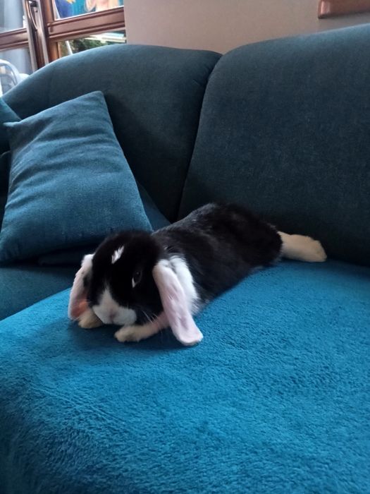 Mini Lop z  Hodowli Kraków