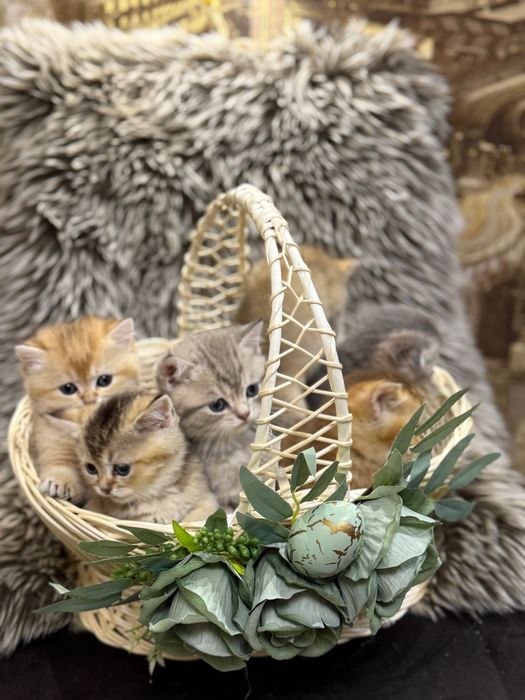 Шотландські кошенята