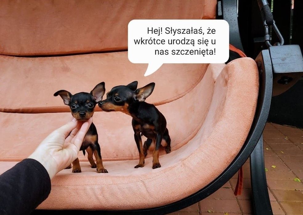 ZAPOWIEDŹ MIOTU! Praski Ratler 1,6-1,8 kg (prazsky krysarik) ratlerek