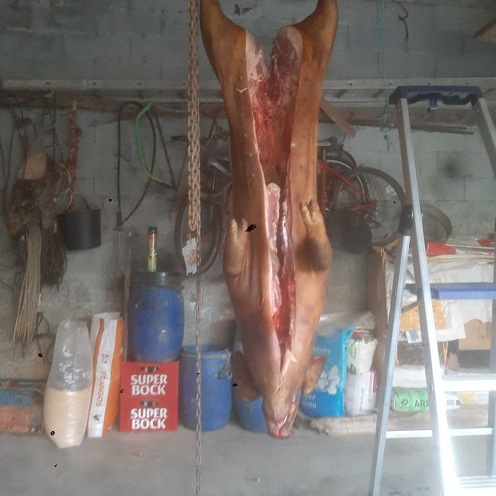 Porcos novos e adultos