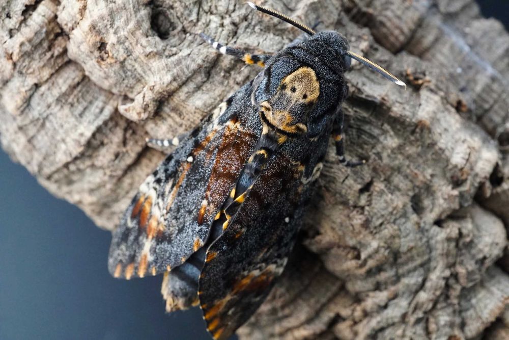 Ćma trupia główka A.atropos