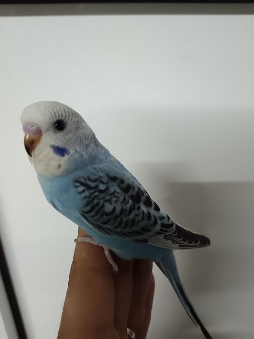 Piriquitos domesticados turquoisine