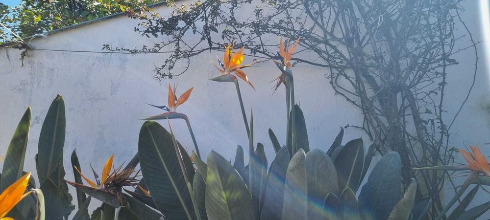 Estrelícia Gigante (Ave-do-Paraíso) em floração – vaso incluído