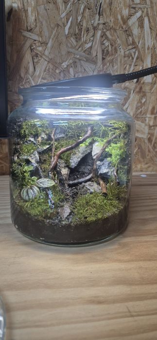 Pote/vaso de vidro terrario