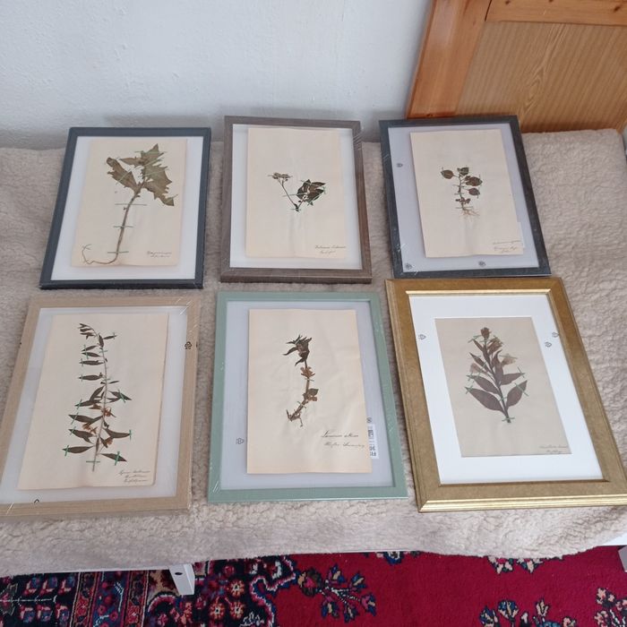 Herbarium secesyjne zielnik antyk