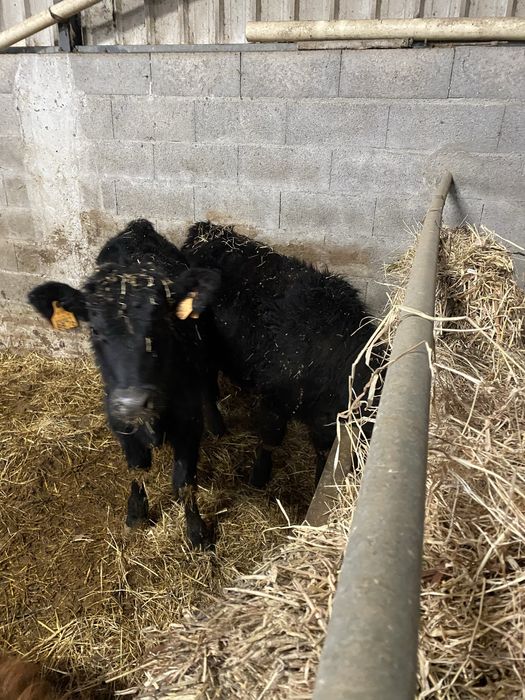 Vitelas Anguns para venda com rejisto