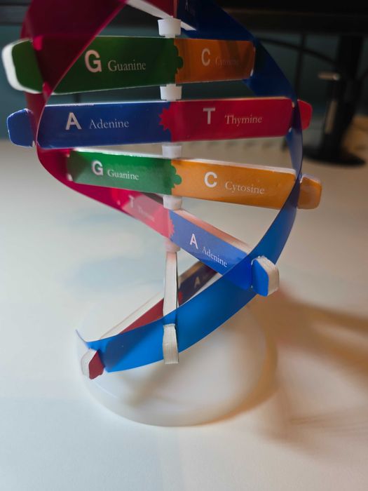 Model Podwójnej Helisy DNA