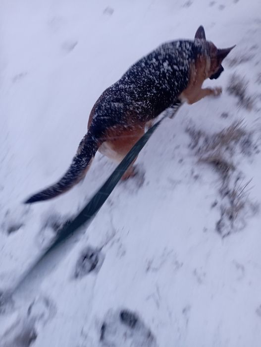 Щенок немецкой авчарки